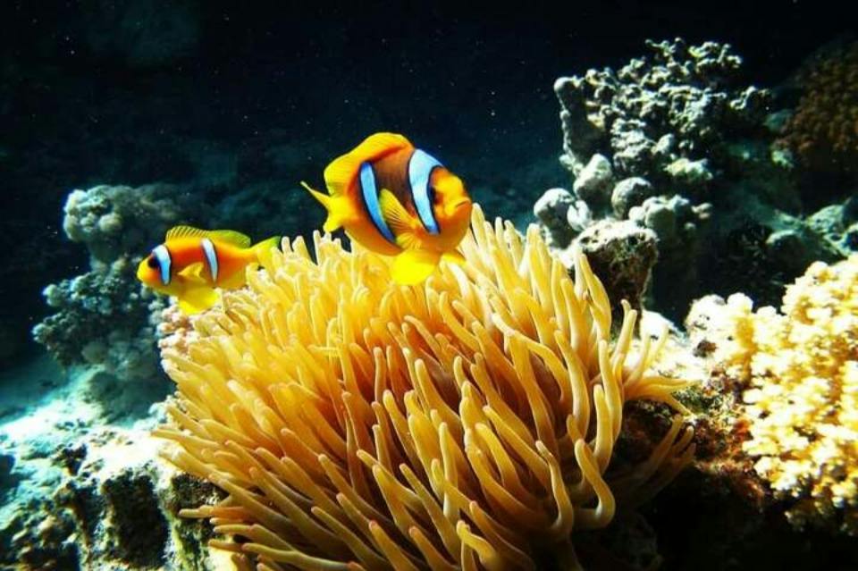 Sharm El-Lole Beach: "Zaina Camp"