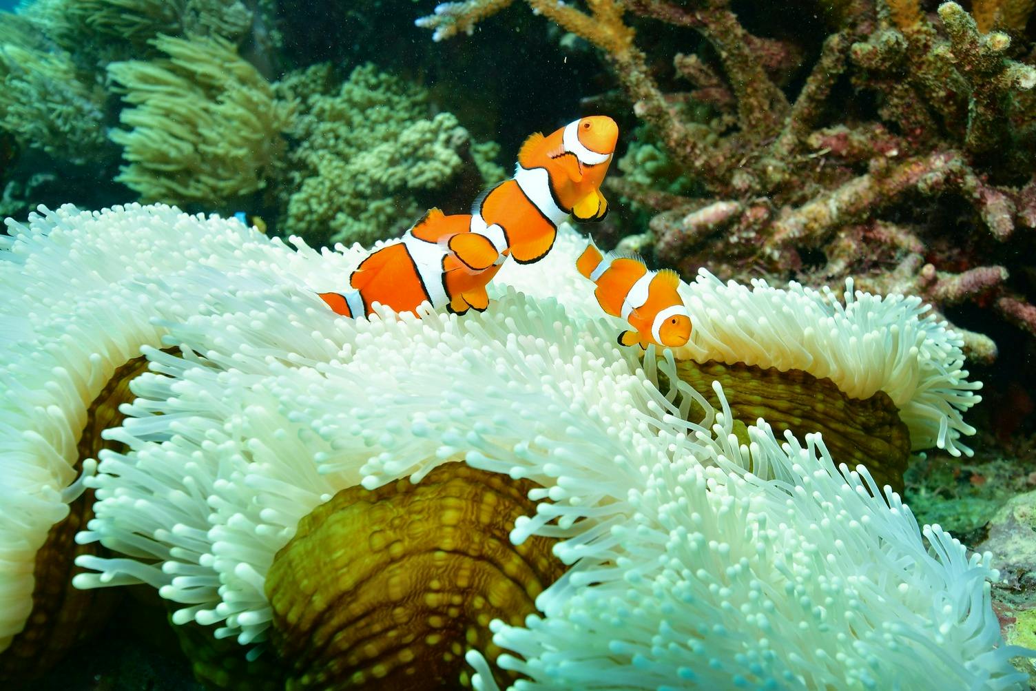 Great Barrier Reef: Cruise from Cairns + Semi-Submersible Tour + Snorkelling