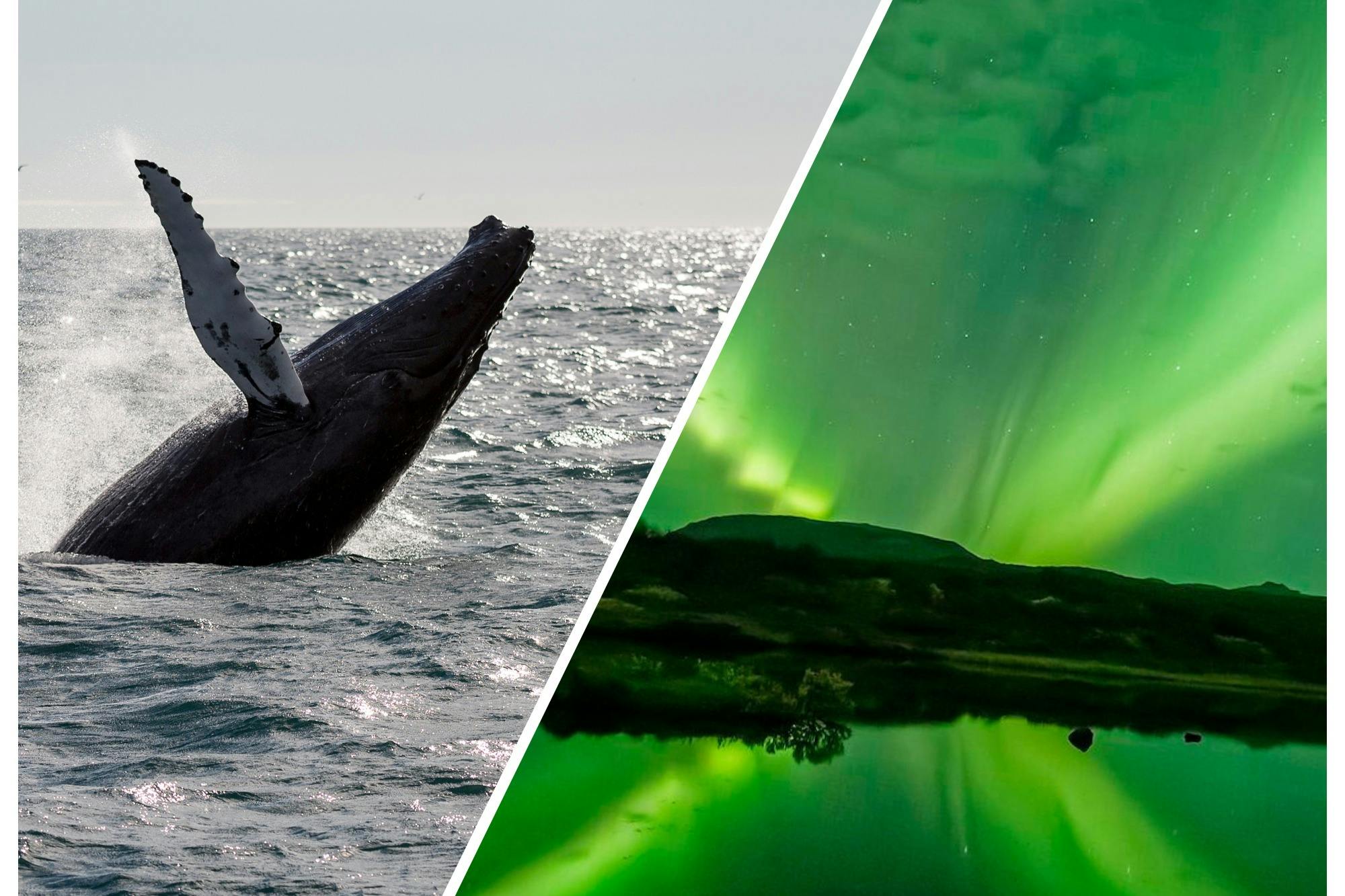Reykjavik: Whale Watching & Northern Lights Combo Cruise