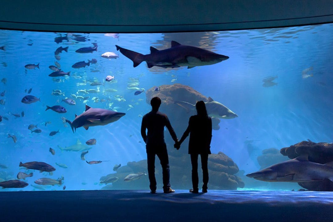 Palma Aquarium: Admission Ticket + Transfer from East Zone