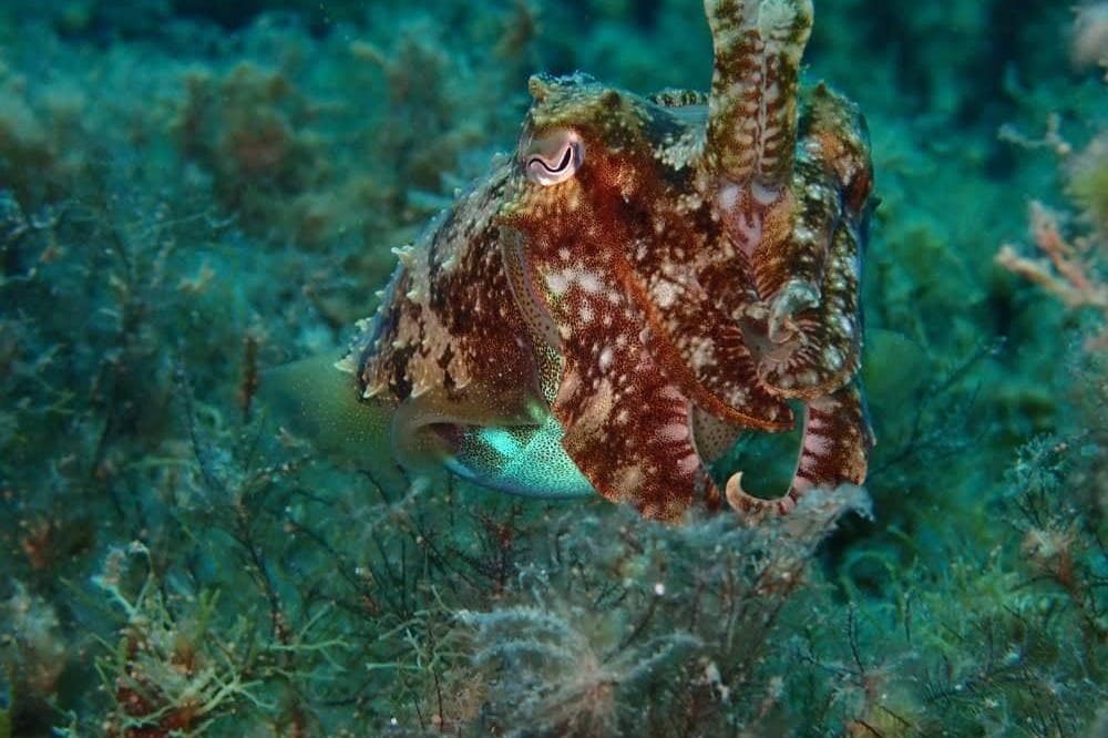 Blue Waters Dive Cove: 3-Day PADI Open Water Course