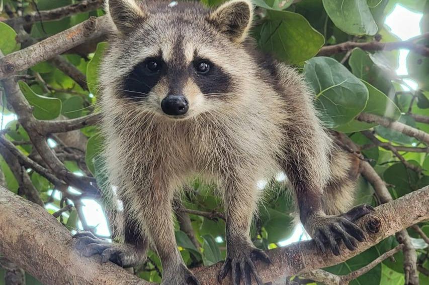 Biscayne Bay & Raccoon Island: SUP/Kayak Adventure