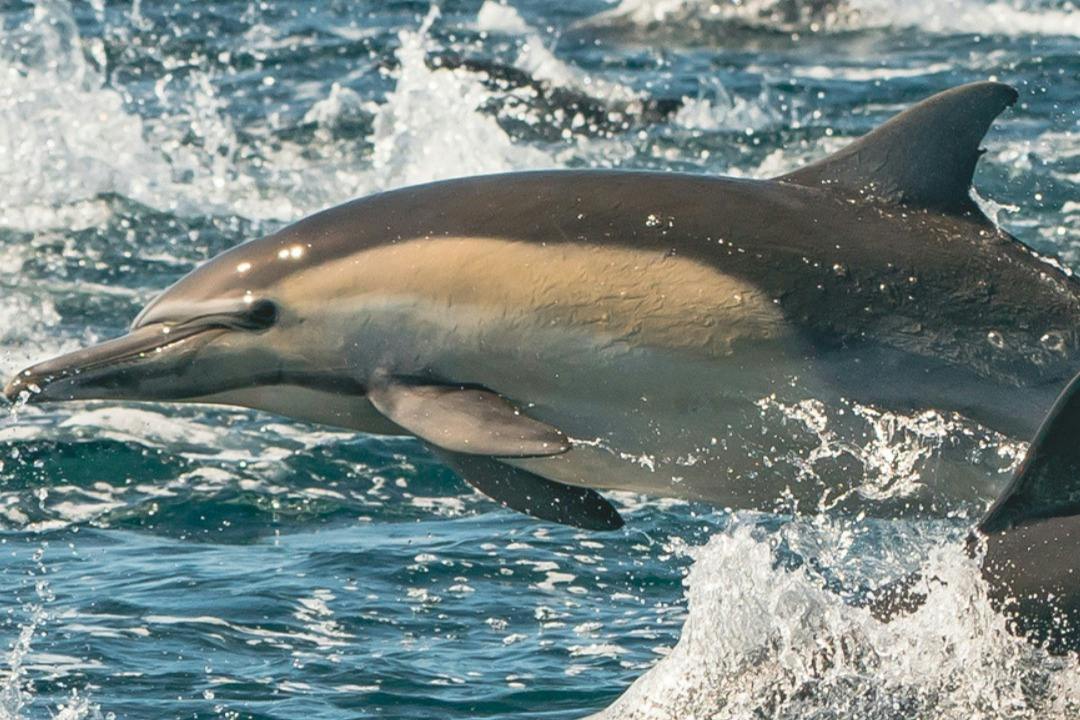 Newport Beach: Year-Round Whale and Dolphin Cruises