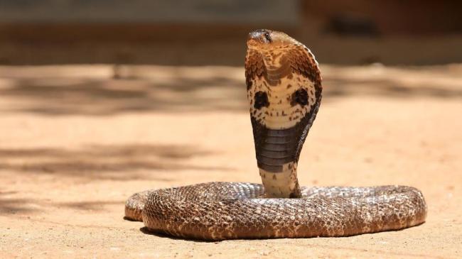 Potret 10 Jenis Kobra Paling Berbahaya di Dunia