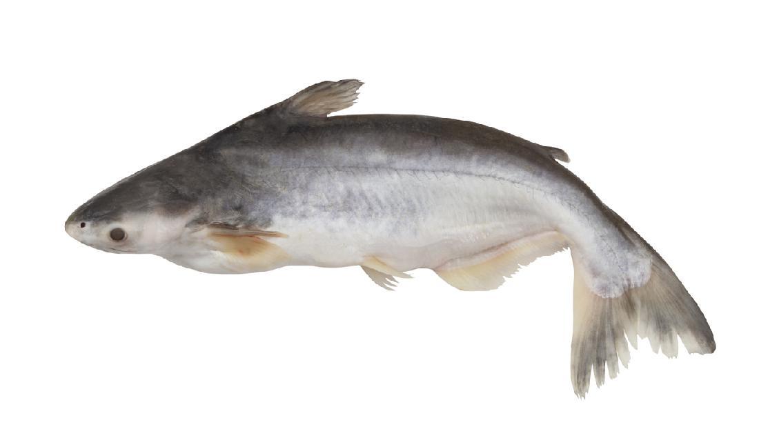 7 Manfaat Ikan Patin untuk Kesehatan, Salah Satunya Cegah Kolesterol