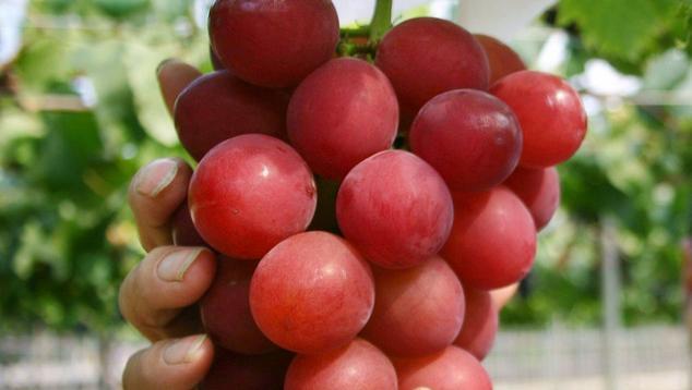 Fantastis! Harga Buah-buahan Istimewa Ini Capai Ratusan Juta Rupiah