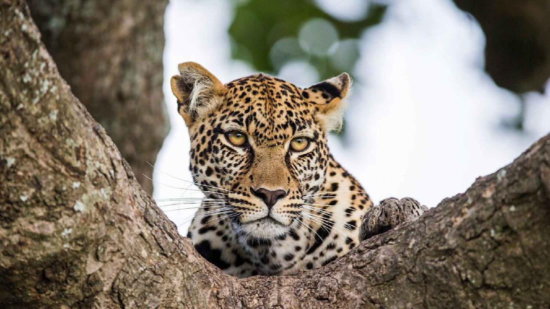 Macan Tutul di China Gendut Banget, Sudah Diet 2 Bulan tapi Beratnya Nggak Turun