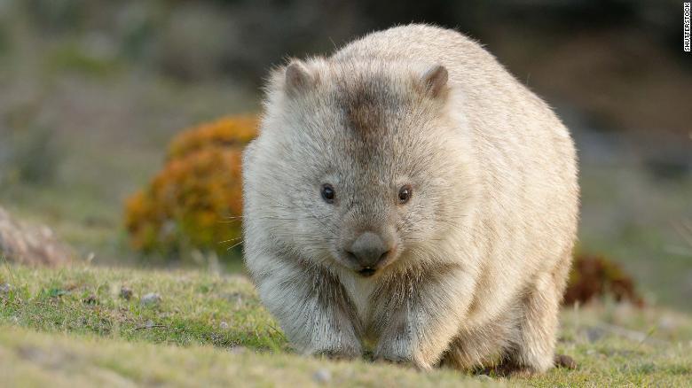 Dicari: Turis yang Mau Sambilan Jadi Pemburu Hantu-Penjaga Wombat