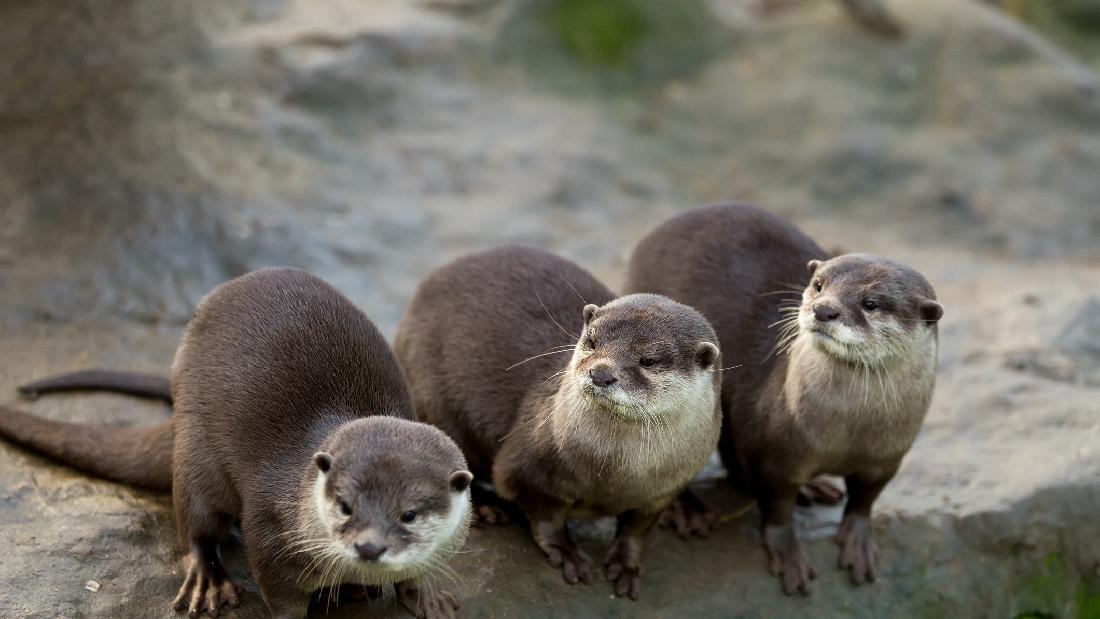 Yeay! Otter Laut yang Terancam Punah Kembali Terlihat di Jepang