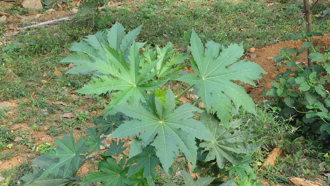 10 Manfaat Daun Jarak, Bisa Mengobati Rematik hingga Perut Kembung