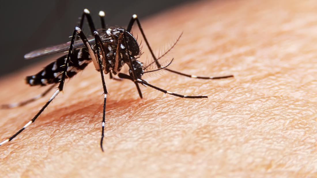 Mengenal Nyamuk Wolbachia dan Fungsinya dalam Mencegah DBD