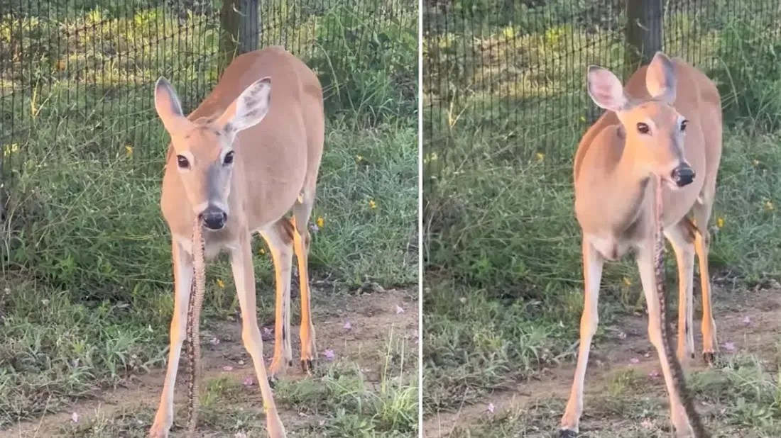Video Viral Rusa Santai ‘Ngunyah’ Ular, Internet Gempar