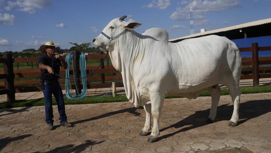 Wow! Ini Dia Sapi Termahal Dunia yang Terjual Rp 64 Miliar
