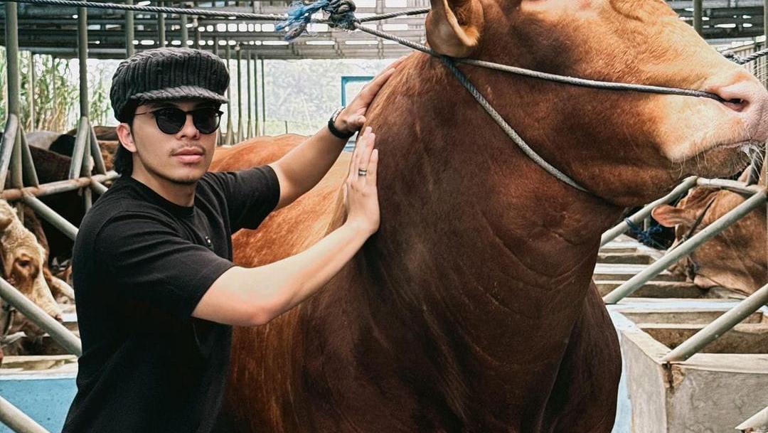 Artis-artis Kurban Sapi Jumbo yang Beratnya Lebih dari 1 Ton