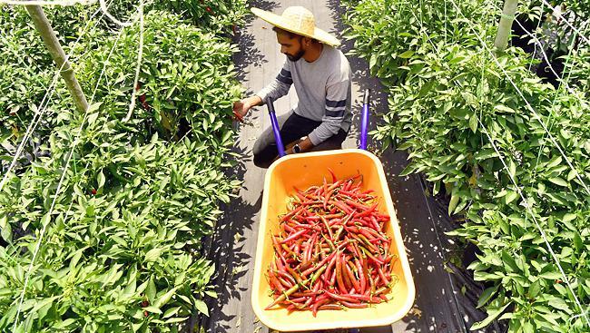 Keren! Mantan Engineer Ini Justru Sukses Jadi Petani Cabe