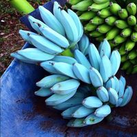 5 Fakta Unik Pisang Biru, Buah Ajaib yang Cantik dan Rasanya Mirip Es Krim