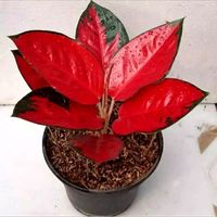 Harganya Sampai Jutaan, Ini 8 Tanaman Hias Aglaonema Populer