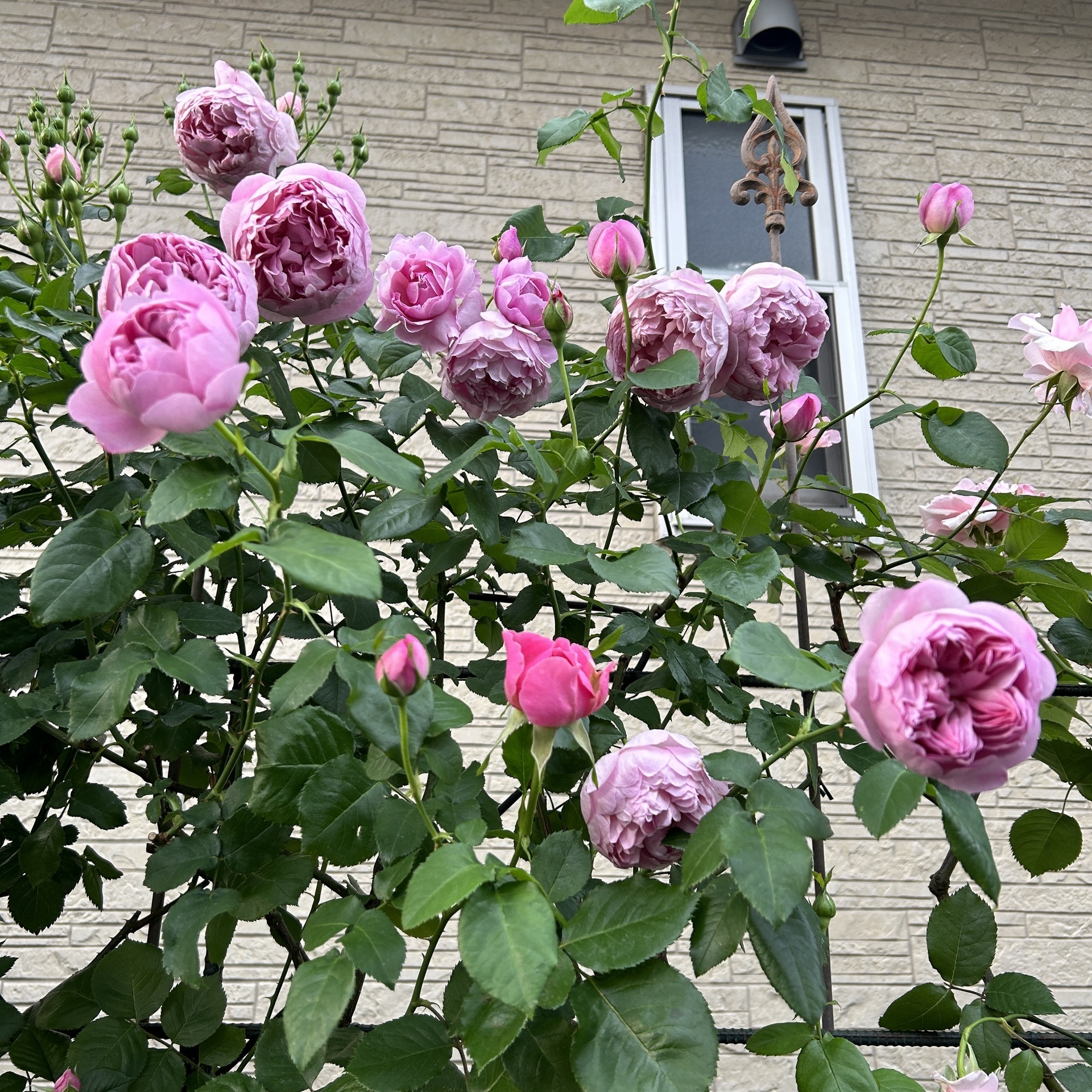 チャールズ レニー マッキントッシュ バラ