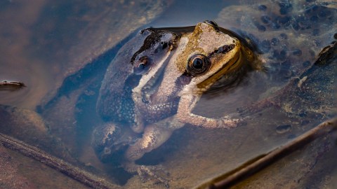 the frog video twitter