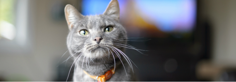 Pet Id - Bc Pet Registry 289_x_825_jpg