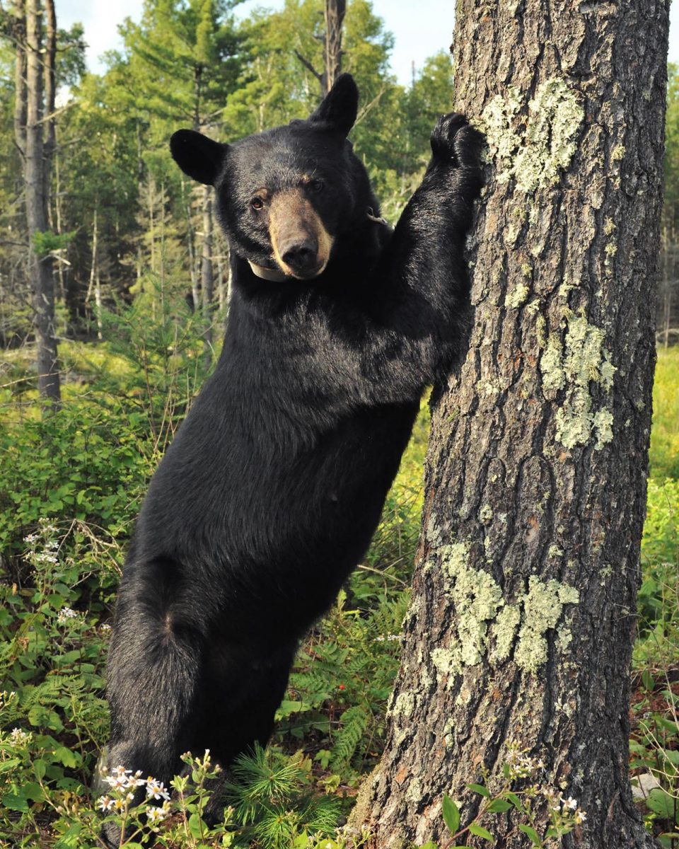 All 32+ Stock Photos how tall is a black bear standing up Completed