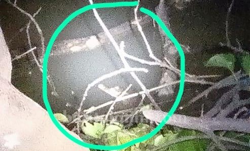 Misteri Buaya Putih dan Orang-orang Kalap di Sungai Brantas Kediri |  beritajatim.com