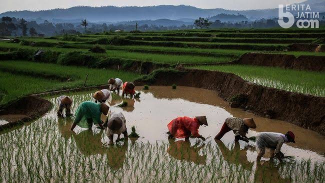 Pengamat: Asuransi Pertanian Hadir Selamatkan Petani Akibat Gagal Panen |  beritajatim.com