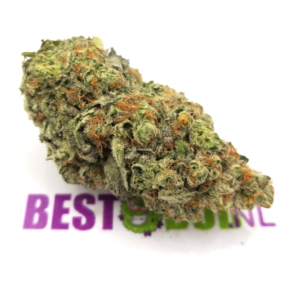 Bestbud nl