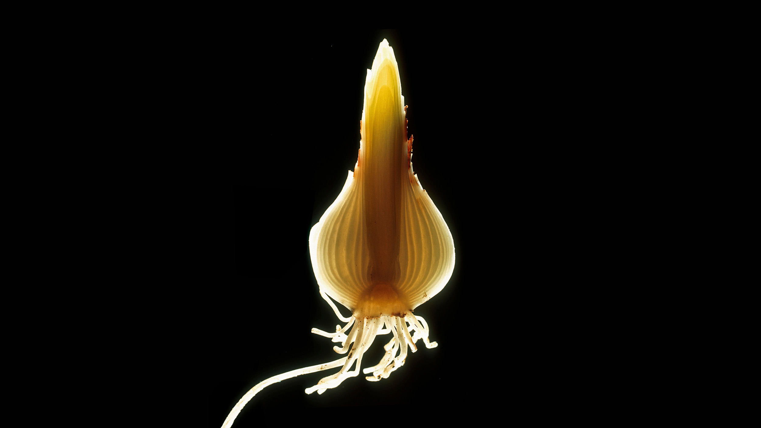 The daffodil’s guide to outliving the winter
