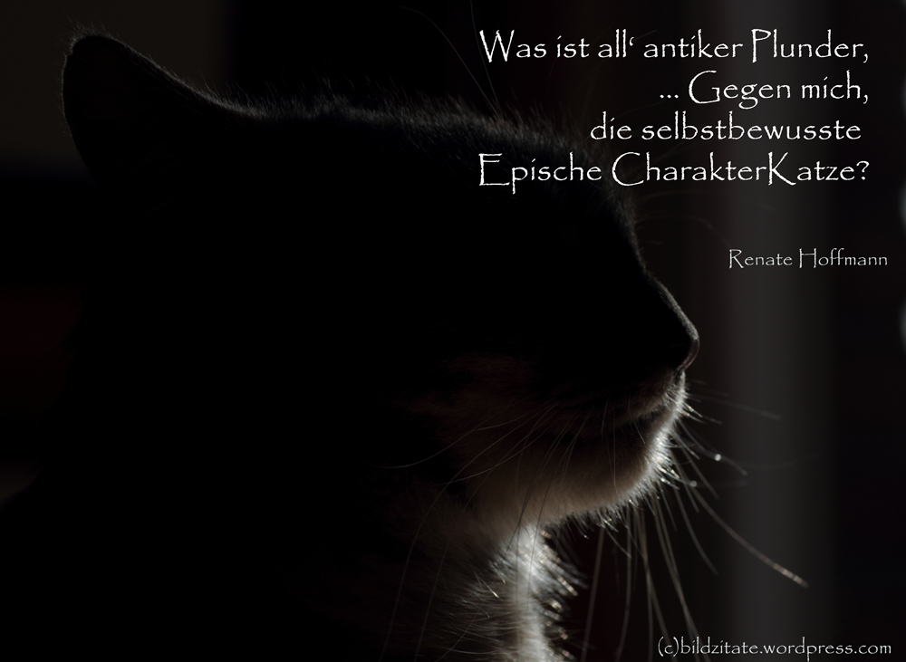 Katzen Bildzitate Zitate Und Spruche Mit Bild