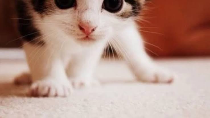 Hukum Membunuh Binatang dalam Fikih | Bincang Syariah