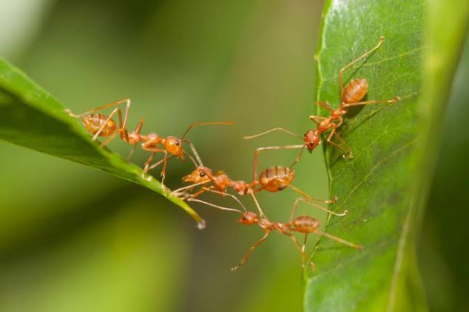 Doa Semut Ketika Minta Hujan di Zaman Nabi Sulaiman | Bincang Syariah