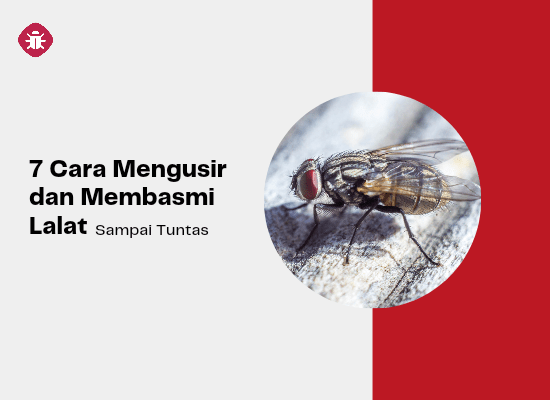 newpest, Author at BintoroPest : Jasa Anti Rayap - Pest Control - Fumigasi  - Page 6 of 7