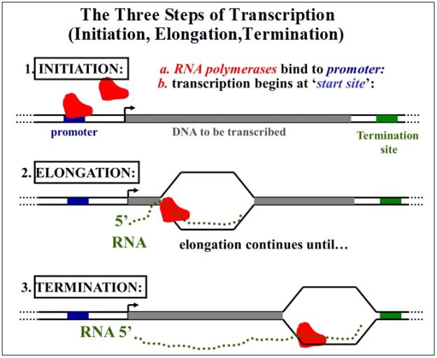 transcription biology - Ilustrasi 2