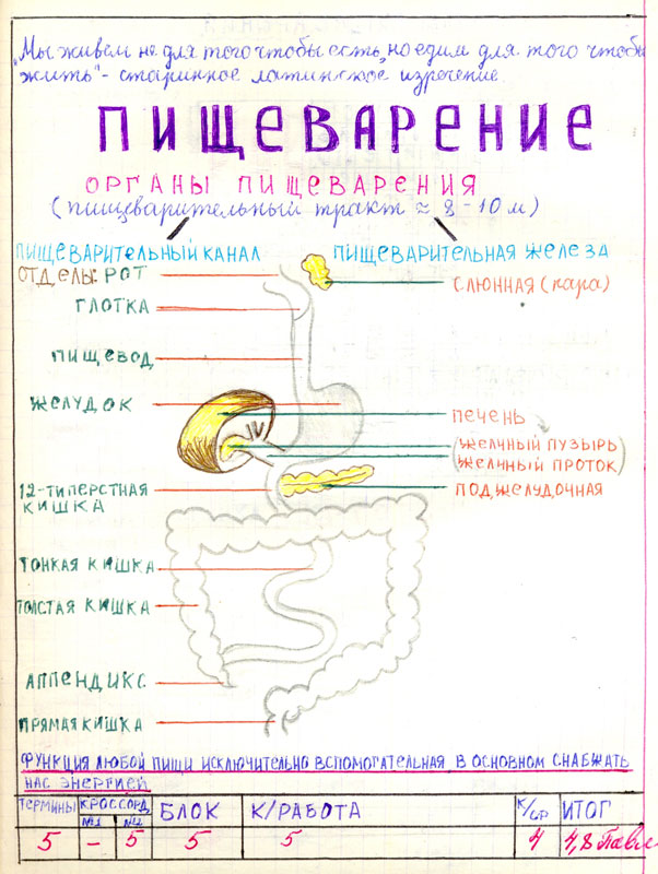 что нарисовать в тетради по биологии