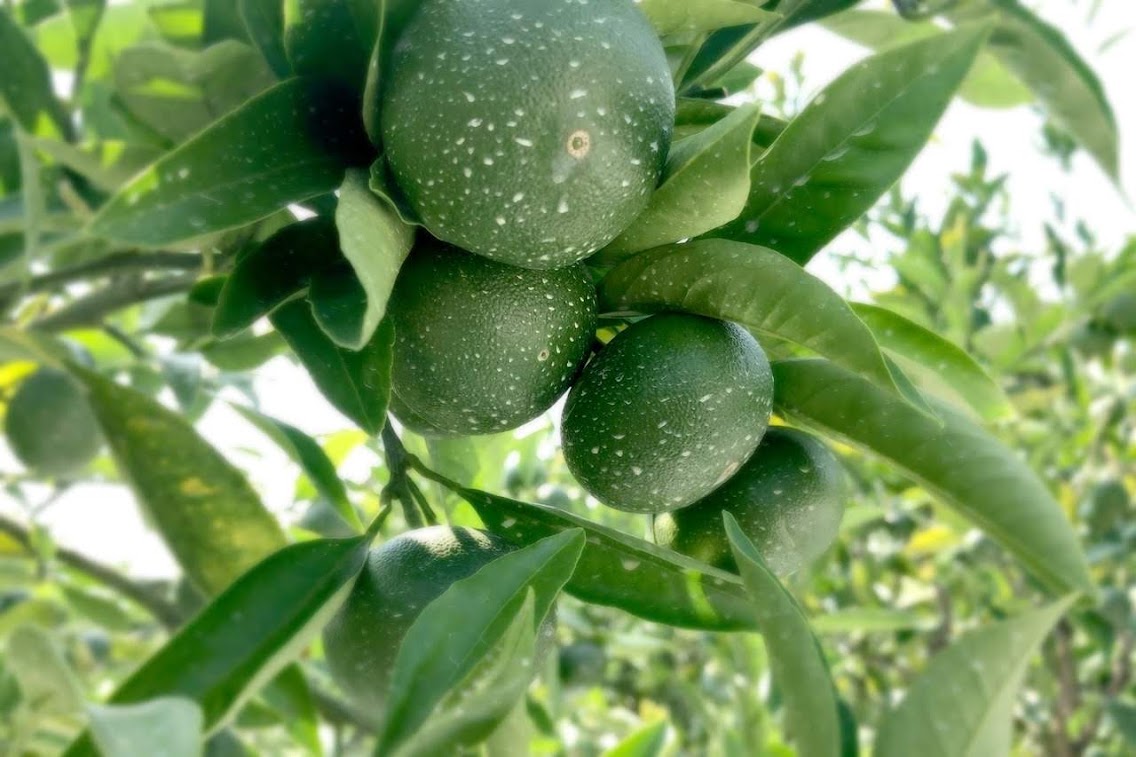 みかんの生育状況-2019年8月。