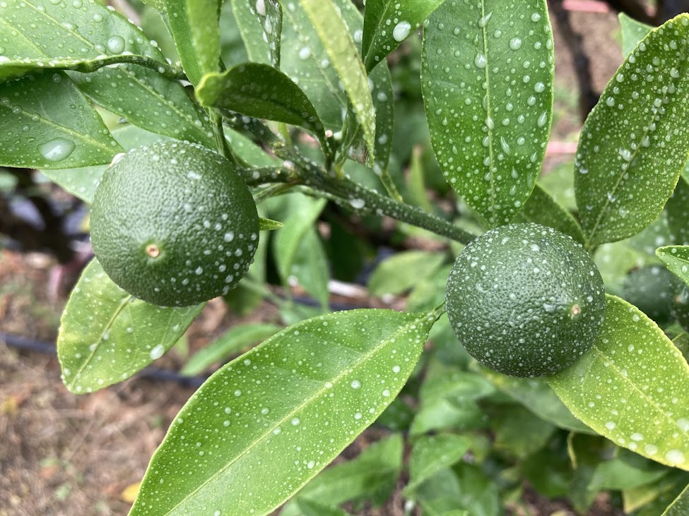 梅雨入りです。