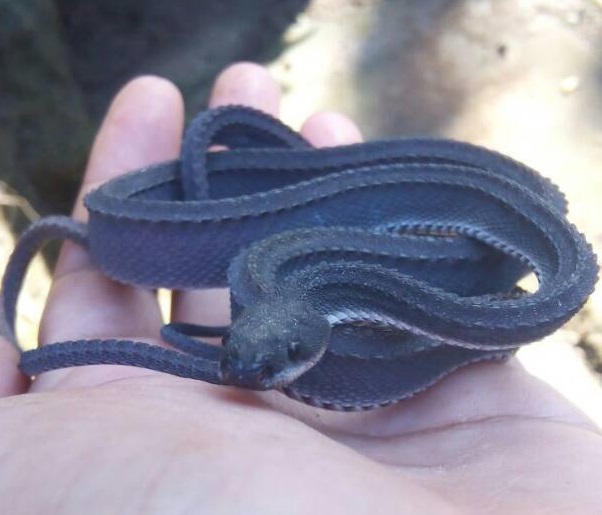 Ular Naga (Xenodermus javanicus) Penghuni Hutan Kemuning