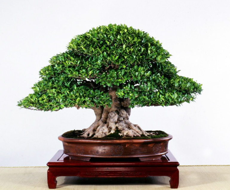 Abstract Bonsai Art Carving Deadwood Sidiao Style Bonsai Bark