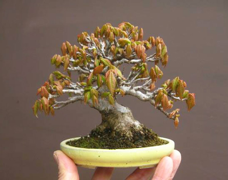 A Steady Stream Of High Quality Shohin Bonsai Bonsai Bark