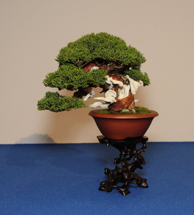 Shohin Juniper Img 7144 Bonsai Bark