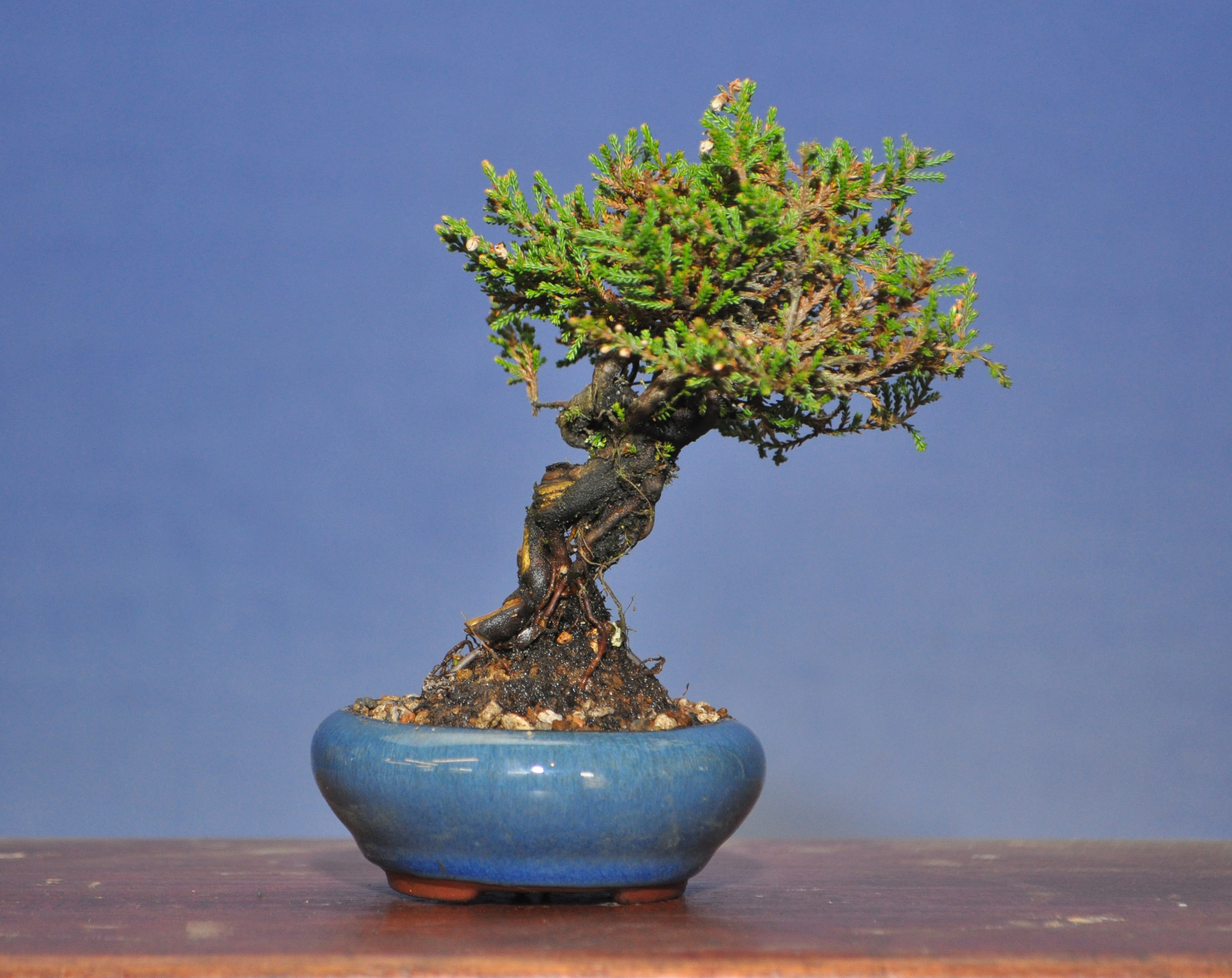 Erica Bonsai Eejit