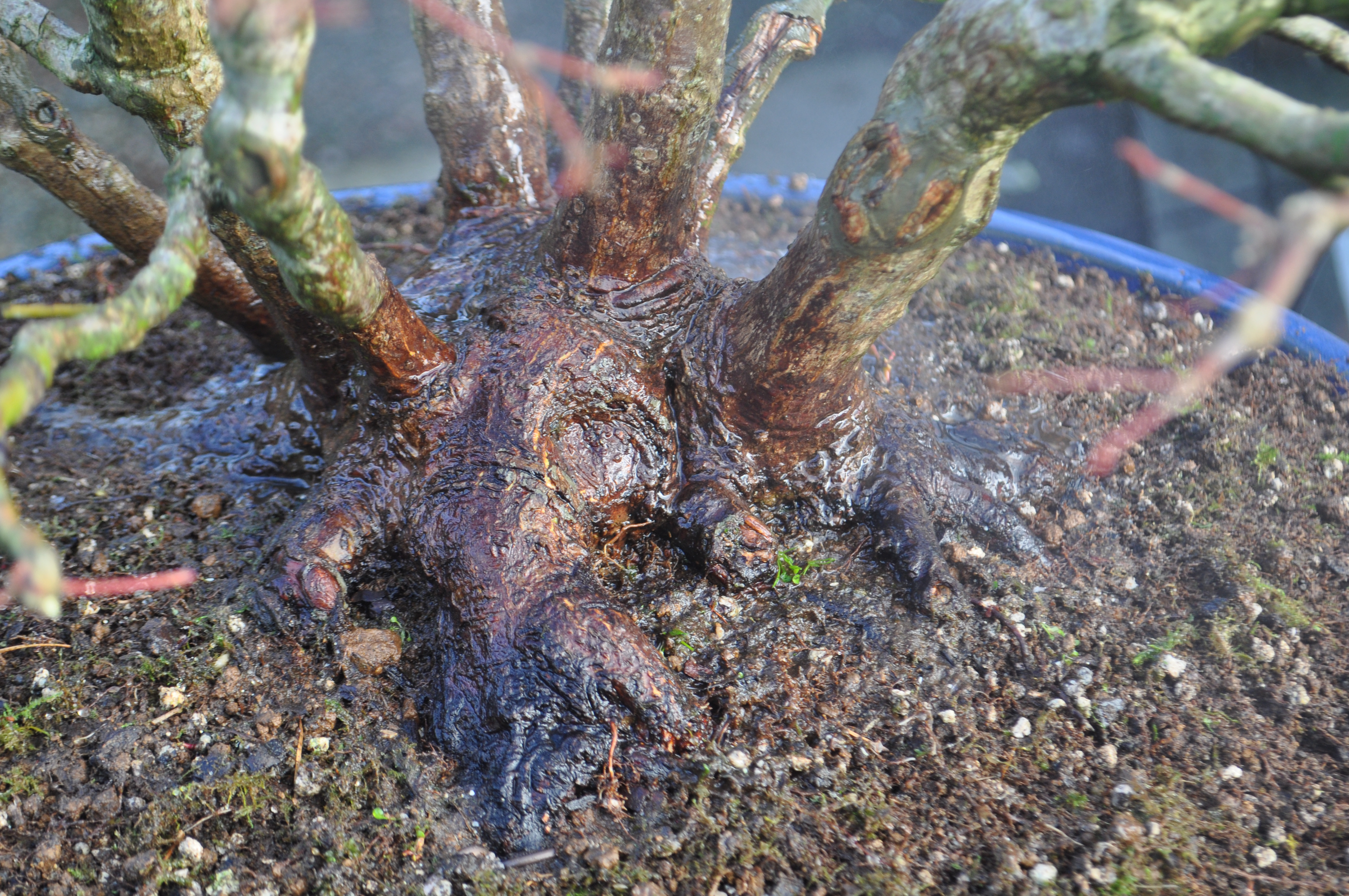 Fucking Genius From Andrea Meriggioli Bonsai