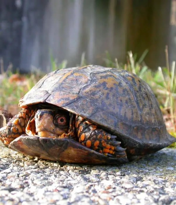 List 32+ Wallpapers why is my turtle hiding in his shell Full HD, 2k, 4k