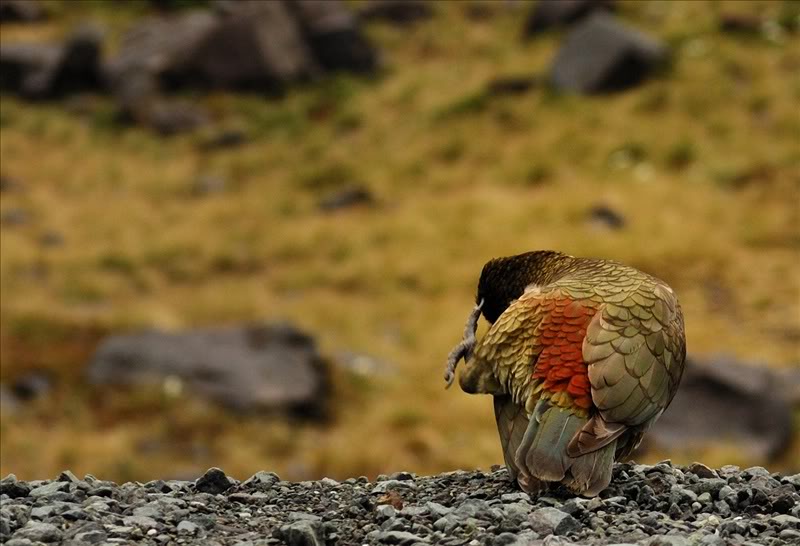 Umnejshie Popugai Kea