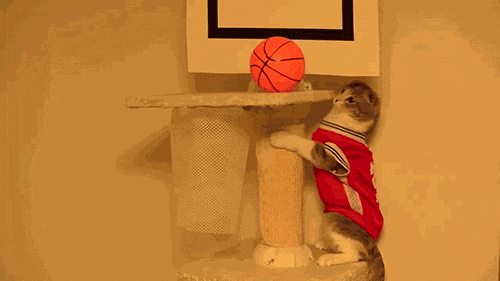 The Gif Friday Post No 331 Whack A Kitty Pony Surfing Basket Cat Tacky Raccoons