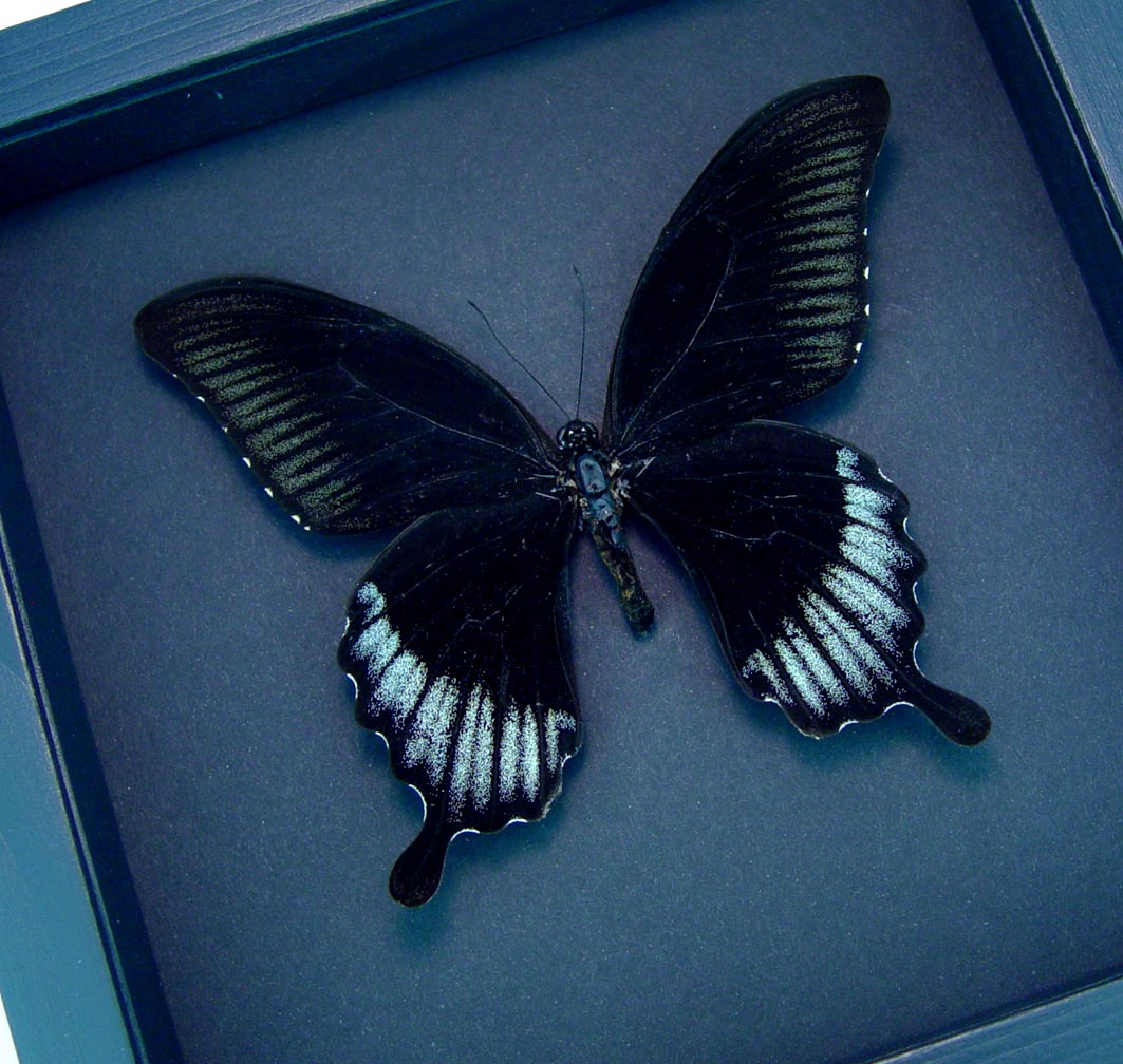 Black butterfly real