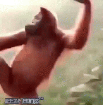 Gorilla Dance Gif Gorilla Dance Discover Share Gifs