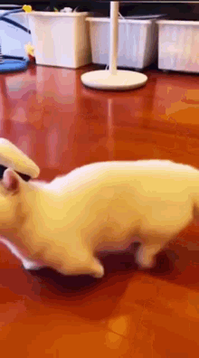Kedi Gifs Tenor