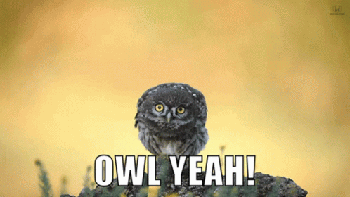 Owl To Gif Owl To The Discover Share Gifs